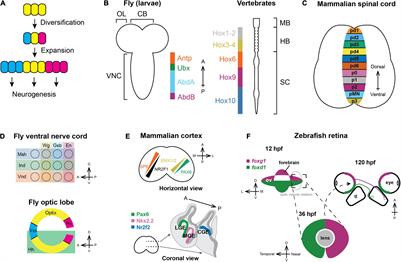 Integration of Spatial and Temporal Patterning in the Invertebrate and Vertebrate Nervous System